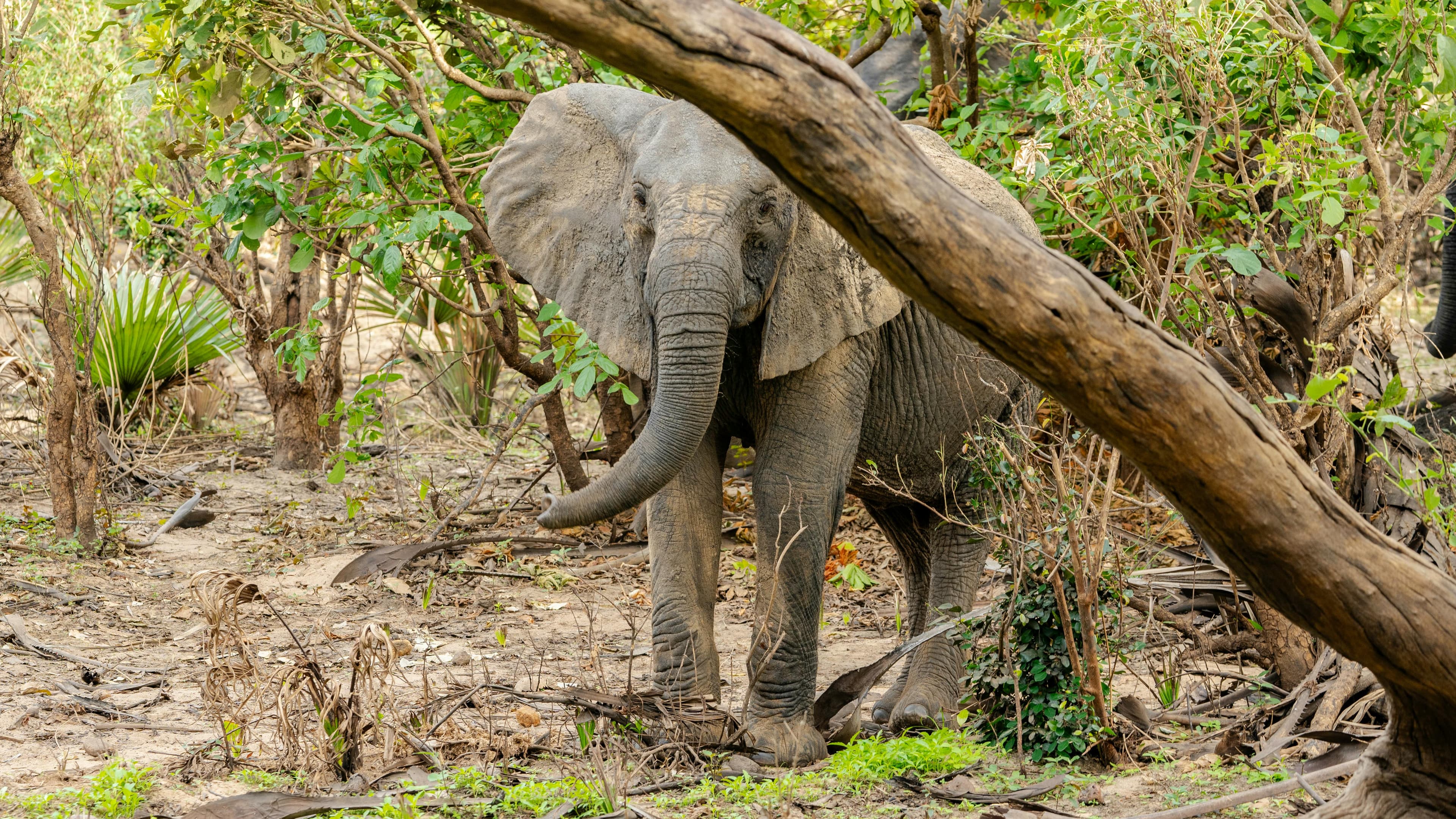 The Safari Experience You'll Never Forget